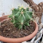 Collecion de Luismi