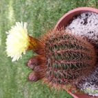 Collecion de MALUQUER