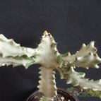 Collecion de MANY2011