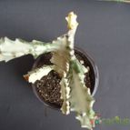 Collecion de MANY2011