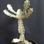 Collecion de MANY2011