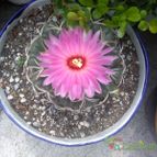 Collecion de MANY2011