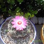 Collecion de MANY2011