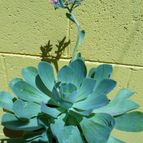 Collecion de MANY2011