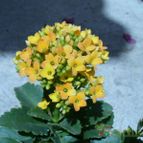 Collecion de MANY2011