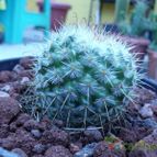 Collecion de MANY2011