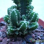 Collecion de MANY2011