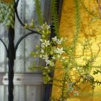 Collecion de MANY2011
