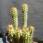 Collecion de MANY2011