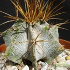 Collecion de MANY2011