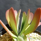 Collecion de MANY2011