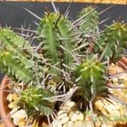 Collecion de MANY2011