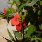 Collecion de MANY2011