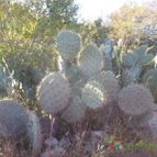 Collecion de MANY2011
