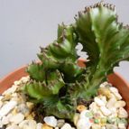 Collecion de MANY2011