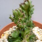 Collecion de MANY2011