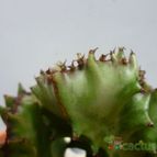 Collecion de MANY2011