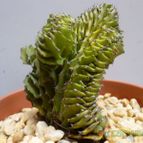 Collecion de MANY2011