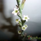 Collecion de MANY2011