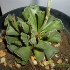 Collecion de MANY2011