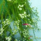 Collecion de MANY2011