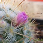 Collecion de MANY2011