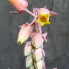 Collecion de MANY2011
