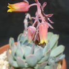 Collecion de MANY2011