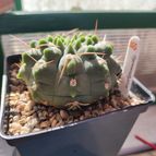 Collecion de MARCASRI