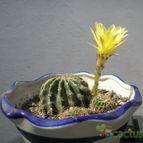 Collecion de MAURICIO M