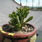 Collecion de MAURICIO M