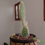 Collecion de MAURICIO M