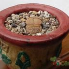 Collecion de MAURICIO M