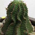 Collecion de MAURICIO M
