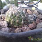 Collecion de MAURICIO M