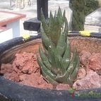 Collecion de MAURICIO M
