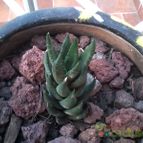 Collecion de MAURICIO M