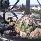 Collecion de MAURICIO M