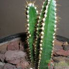 Collecion de MAURICIO M