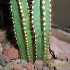 Collecion de MAURICIO M