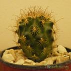 Collecion de MaRy