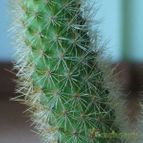 Collecion de MaRy