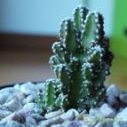 Collecion de MaRy