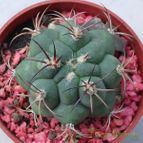 Collecion de MaRy