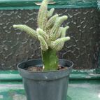 Echinopsis chamaecereus (injertado)