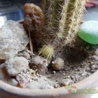Collecion de Mariana