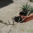 Collecion de MarianaManns