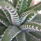 Collecion de MarianaManns