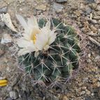 Coryphantha maiz-tablasensis (enviado por Marimar el 2011-12-28)