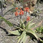 Aloe striata subsp. striata (enviado por Marimar el 2012-04-07)